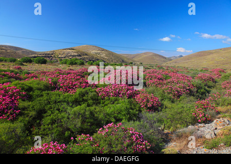 Oleander (Nerium Oleander), blühenden Rhododendren Sträucher im Meladia Tal, Griechenland, Lesbos Stockfoto