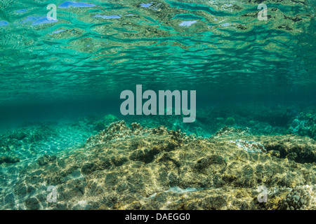 Korallen und Riff unten mit Welle glitzert und Reflexionen in der Kaoho-Gezeiten-Pools, südlich von Hilo auf Big Island, Hawaii, USA Stockfoto