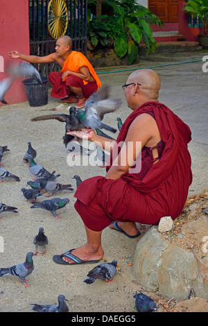 Mönche, die Fütterung der Tauben in der Nähe von Shwedagon-Pagode, Burma, Shan-Staat, Yangon Stockfoto