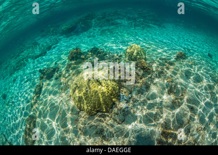 Korallen und Riff unten mit Welle glitzert in der Kaoho-Gezeiten-Pools, südlich von Hilo auf Big Island, Hawaii, USA Stockfoto