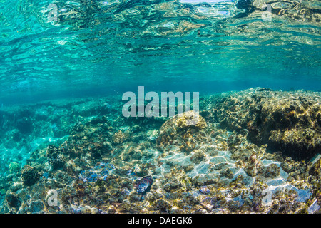 Sehen Sie in Richtung Oberfläche mit Korallen Reflexionen über Wellen in der Kaoho-Gezeiten-Pools südlich von Hilo, Big Island, Hawaii, USA Stockfoto