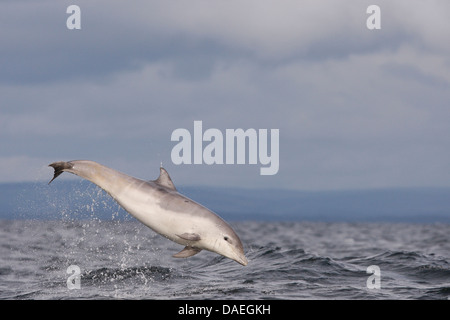 Bottlenose Delphine spielen in den Moray Firth. Highland. Schottland. Stockfoto