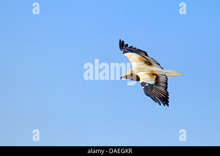 Schmutzgeier (Neophron Percnopterus), fliegen, Türkei, Mersin, Taurusgebirge Stockfoto