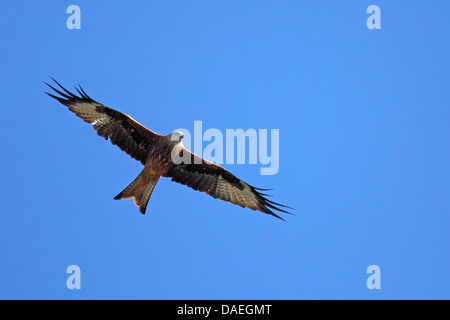 Rotmilan (Milvus Milvus), fliegen, Schweden, Falsterbo Stockfoto