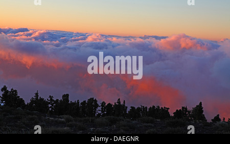 Blick von der Roque de Los Muchachos, die Wolkendecke bei Sonnenuntergang, Kanarische Inseln, La Palma, Nationalpark Caldera Taburiente Puntagorda Stockfoto