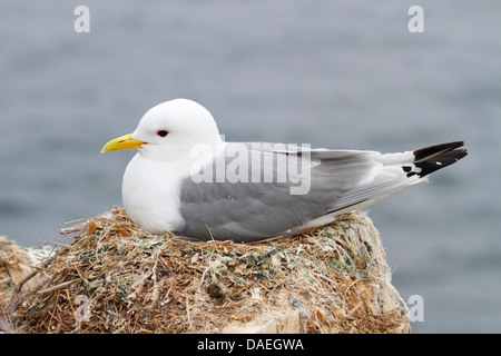 Schwarz-legged Kittewake (Rissa Tridactyla) Erwachsenen auf dem Nest, Farne Inseln, Northumberland, England, Vereinigtes Königreich, Europa Stockfoto