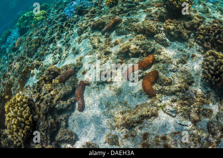 Plump Seegurken (Actinopyga Obesa) auf Sandboden in der Kaoho-Gezeiten-Pools südlich von Hilo, Big Island, Hawaii Stockfoto