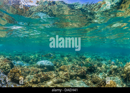 Bluespine Unicornfish, Naso Unicornis, über dem Korallenriff mit Reflexionen über, in Kaoho Gezeiten-Pools, Big Island, Hawaii Stockfoto