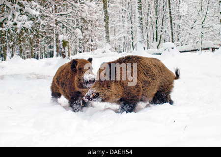 Wildschwein, Schwein, Wildschwein (Sus Scrofa), kämpfen Tuskers im Schnee, Deutschland Stockfoto