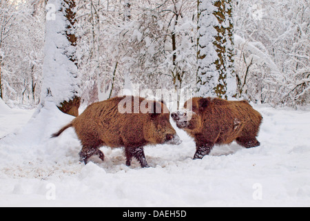 Wildschwein, Schwein, Wildschwein (Sus Scrofa), kämpfen Tuskers im Schnee, Deutschland Stockfoto