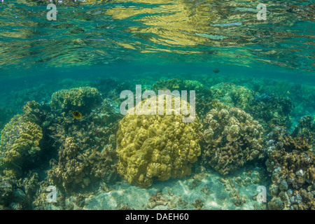 Korallen in der Kaoho Gezeiten-Pools spiegelt sich auf der Wasseroberfläche, südlich von Hilo, Big Island, Hawaii, USA Stockfoto