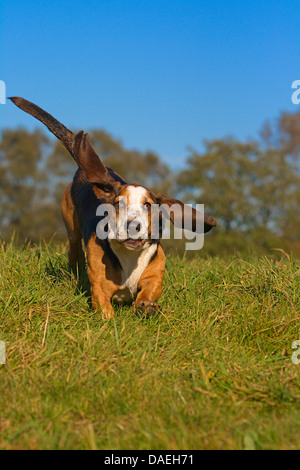 Basset Hound (Canis Lupus F. Familiaris), männlicher Hund läuft auf einer Wiese, Deutschland Stockfoto