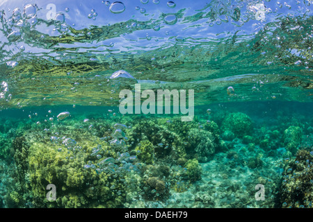 Korallen und Luftblasen in die Kaoho Gezeiten-Pools reflektieren die Wasseroberfläche, südlich von Hilo, Hawaii, USA Stockfoto