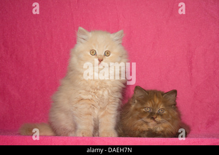 British Longhair, Highlander, Flachländer (Felis Silvestris F. Catus), zwei Kätzchen neun Wochen alt Stockfoto