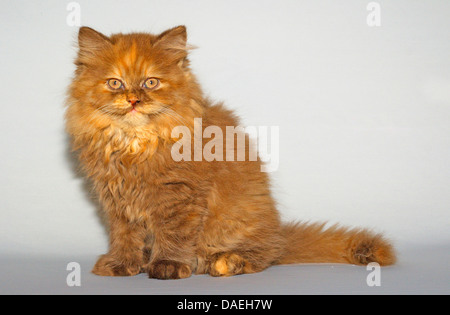 British Longhair, Highlander, Flachländer (Felis Silvestris F. Catus), neun Wochen alte Kitten in chocolate tortie Stockfoto