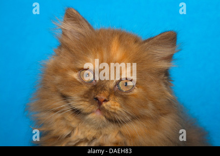 British Longhair, Highlander, Flachländer (Felis Silvestris F. Catus), neun Wochen alte Kitten in chocolate tortie Stockfoto