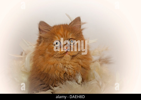 British Longhair, Highlander, Flachländer (Felis Silvestris F. Catus), Portrait eines neun Wochen alte Kitten in chocolate Tortie, eingewickelt in eine Federboa Stockfoto