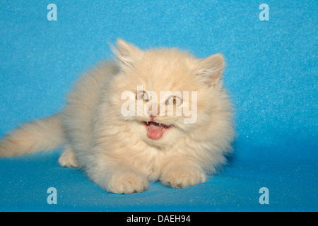 British Longhair, Highlander, Flachländer (Felis Silvestris F. Catus), Knurren neun Wochen alt cremefarbenen Kater Stockfoto