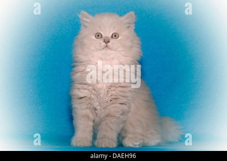 British Longhair, Highlander, Flachländer (Felis Silvestris F. Catus), neun Wochen alt cremefarbenen Kater Stockfoto