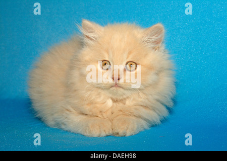 British Longhair, Highlander, Flachländer (Felis Silvestris F. Catus), neun Wochen alt cremefarbenen Kater Stockfoto