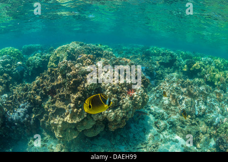 Waschbär Butterflyfish, Chaetodontidae Lunula mit einer Vielzahl von Korallen im Riff in der Kaoho-Gezeiten-Pools, Big Island, Hawaii Stockfoto