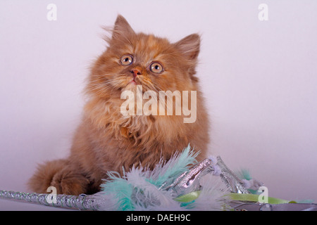 British Longhair, Highlander, Flachländer (Felis Silvestris F. Catus), ein neun Wochen alte Kätzchen in Schokolade Schildpatt mit gefiederten Katzenspielzeug Stockfoto