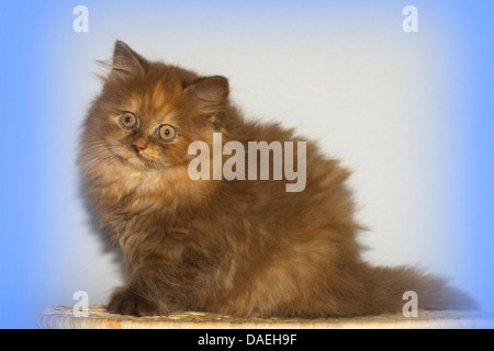 British Longhair, Highlander, Flachländer (Felis Silvestris F. Catus), neun Wochen alte Kätzchen Stockfoto