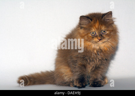 British Longhair, Highlander, Flachländer (Felis Silvestris F. Catus), neun Wochen alte Kätzchen Stockfoto