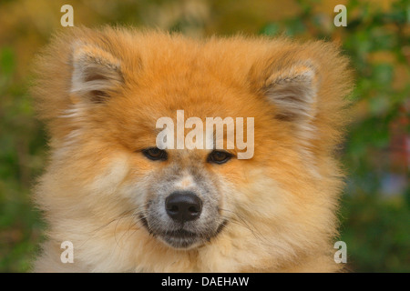 Akita Inu (Canis Lupus F. Familiaris), Porträt eines vier Monate alten Welpen Stockfoto