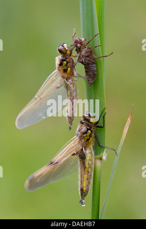 vier-spotted Chaser Libelle (Libellula Quadrimaculata) zwei Erwachsene am Schilf, Norfolk, England, Vereinigtes Königreich, Europa Stockfoto