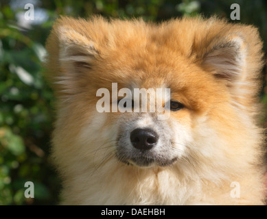 Akita Inu (Canis Lupus F. Familiaris), Porträt eines vier Monate alten Welpen Stockfoto