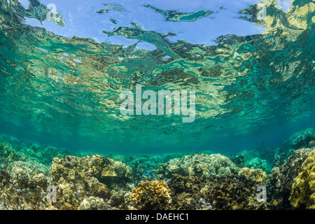 Korallen und Oberflächenreflexe die Kaoho Gezeiten-Pools zu reflektieren auf welligen Wasseroberfläche, südlich von Hilo, Hawaii, USA Stockfoto