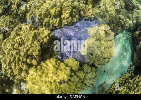 Blaue Reis Korallen, Steinkorallen Flabellata, eine seltene Hawaii endemisch in den Kaoho Tide Pools südlich von Hilo, Hawaii, USA Stockfoto