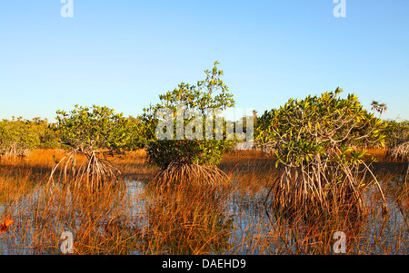 rote Mangroven (Rhizophora Mangle), Mangroven in Sawgrass-Prairie, USA, Florida, Everglades Nationalpark Stockfoto