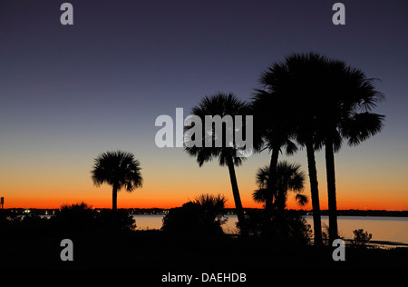 Palmen am Meer bei Sonnenuntergang, USA, Florida, Merritt Island Stockfoto