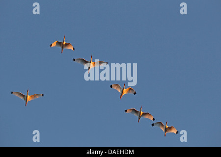 weißer Ibis (Eudocimus Albus), Herde, USA, Florida fliegen Stockfoto