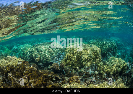 Korallen und Oberflächenreflexe die Kaoho Gezeiten-Pools zu reflektieren auf welligen Wasseroberfläche, südlich von Hilo, Hawaii, USA Stockfoto