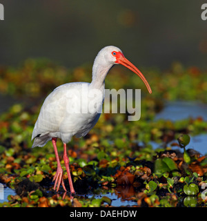 weißer Ibis (Eudocimus Albus), Ibis stehend auf Wasser Lilien, USA, Florida Stockfoto