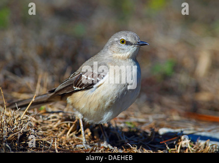 nördliche Spottdrossel (Mimus Polyglottos), stehend auf dem Boden, USA, Florida, Everglades Nationalpark Stockfoto