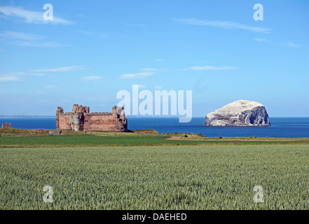 Tantallon Castle östlich von North Berwick in East Lothian, Schottland mit Bass Rock in den Firth of Forth Stockfoto