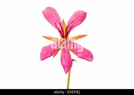 Rosa Geranie Blume isoliert auf weißem Hintergrund hautnah. Stockfoto