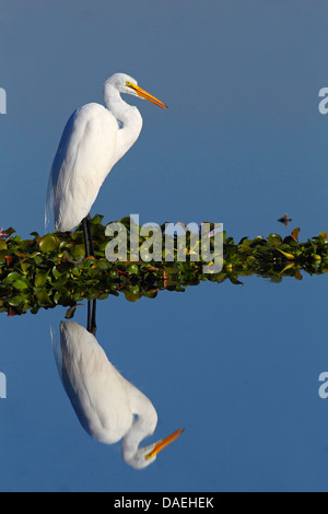 Silberreiher, Silberreiher (Egretta Alba, Casmerodius Albus, Ardea Alba), stehend auf einer Insel Seerosen, USA, Florida und Umgebung: Stockfoto