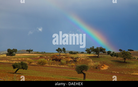 Steineiche, immergrünen Eichen (Quercus Ilex), Regenbogen über der Steineiche, Spanien, Andalusien Stockfoto