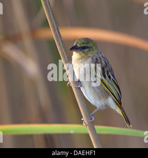 Black-headed Weaver, gelb-backed Weber (Ploceus Melanocephalus), Weibchen im Schilf, Spanien, Andalusien Stockfoto