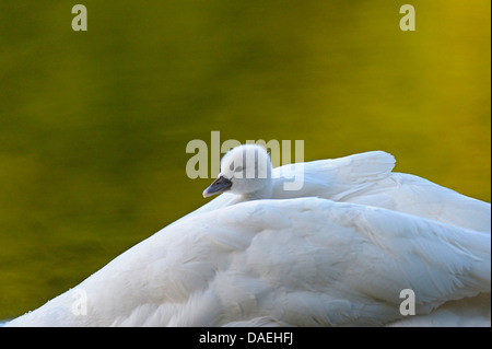 Höckerschwan (Cygnus Olor), junge Aufwärmen in das Gefieder des eines Elternteils, Deutschland, Nordrhein-Westfalen Stockfoto