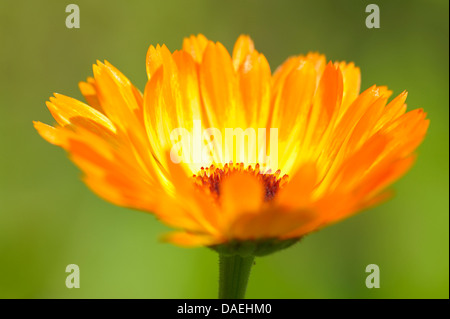 Garten-Ringelblume (Calendula Officinalis), Blütenstand, Deutschland Stockfoto