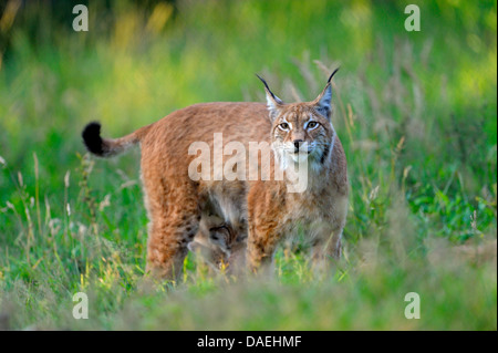 Eurasischer Luchs (Lynx Lynx), Frau mit Kleinkind unter ihrem Bauch stehen auf dem Rasen, Deutschland Stockfoto