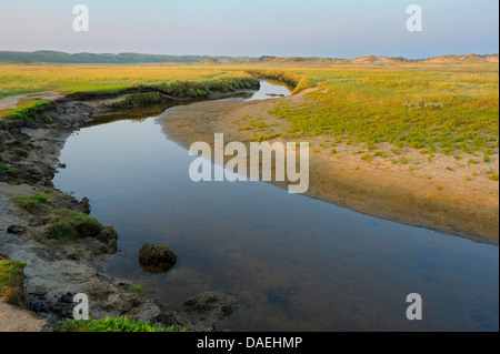 Priel in Salzwiesen bei Sonnenaufgang, Niederlande, Texel, De Slufter Stockfoto