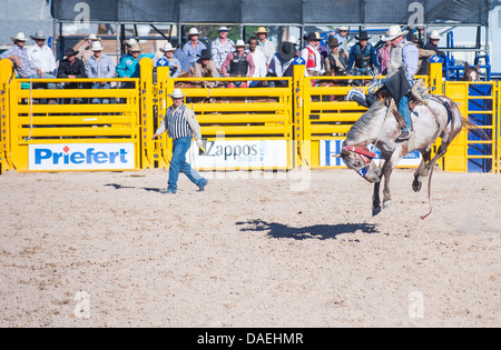 Ein gefällter Pferd Wettbewerb beim Helldorado Tage Professional Rodeo Cowboy Teilnehmer in Las Vegas Stockfoto