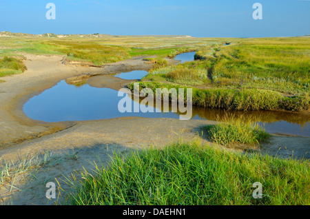 Priel in Salzwiesen bei Sonnenaufgang, Niederlande, Texel, De Slufter Stockfoto